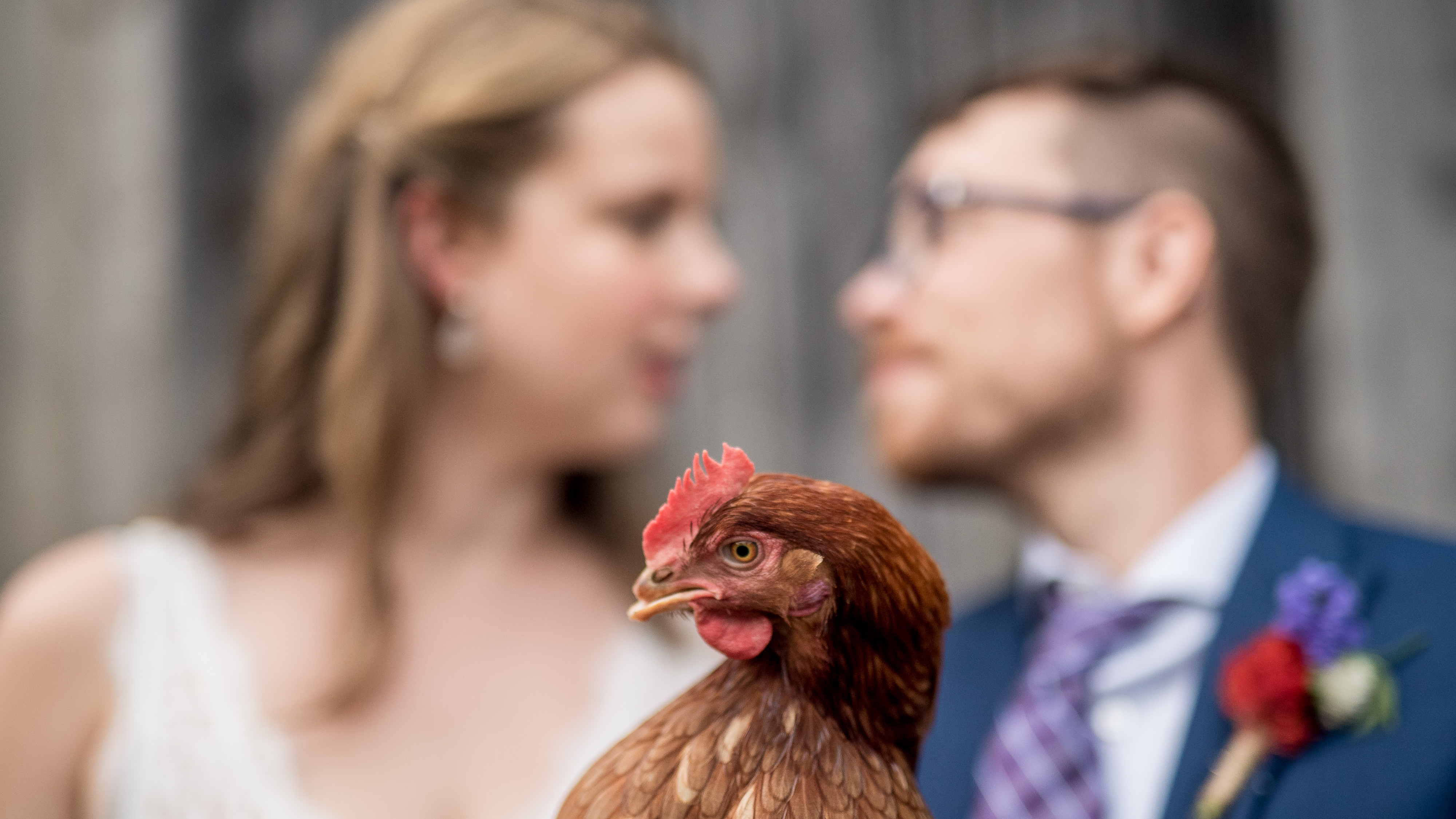 Hilarious chicken farm wedding photos