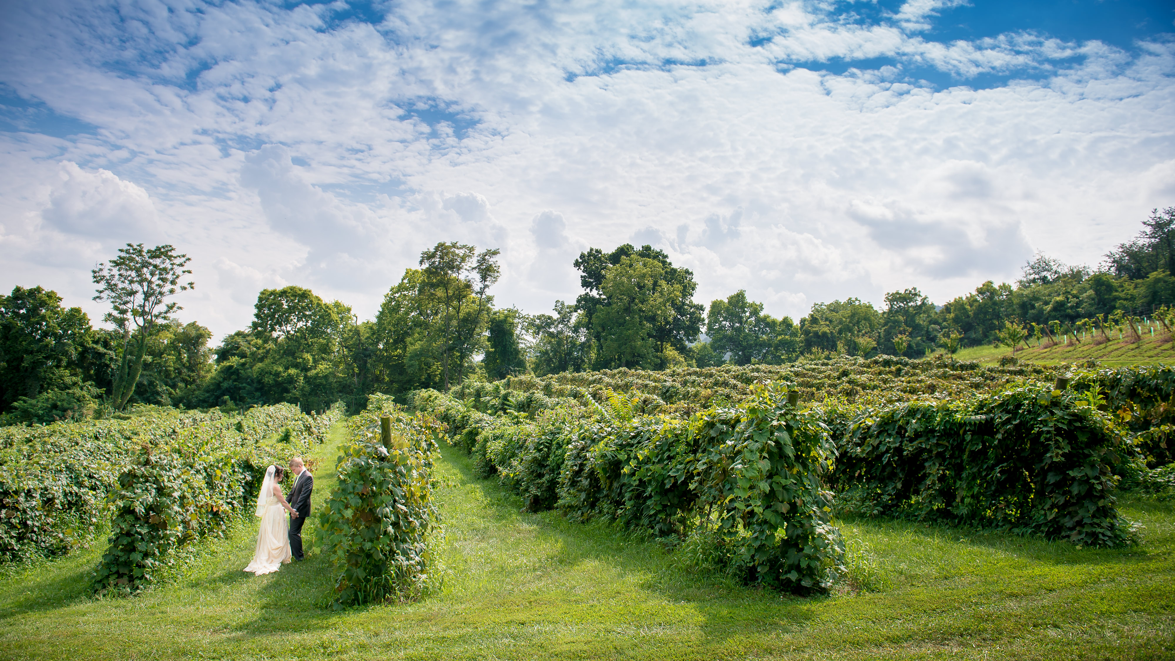 Virginia Winery Wedding Photography