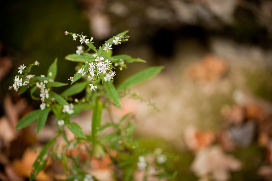McCormicks-Creek-Engagement-Photography-Liz-Jason-8 McCormick's Creek Indiana