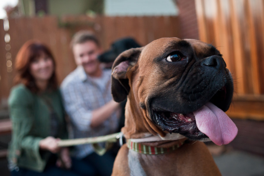 Louisville-Engagement-Photography-Antique-Dogs-Bar-Bookstore-11 Hilarious Dogs at Engagement Session