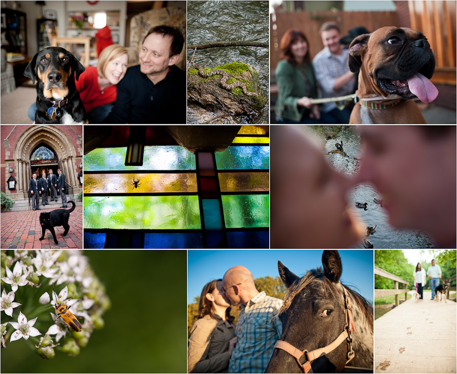 Bloomington-Indianapolis-Wedding-Photographers-12 funny animals at weddings and engagement photography