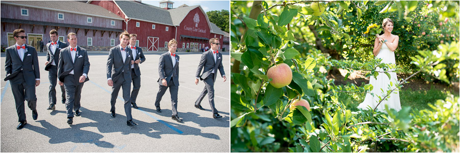candid groomsmen photo and bride in apple orchard at County Line Orchard