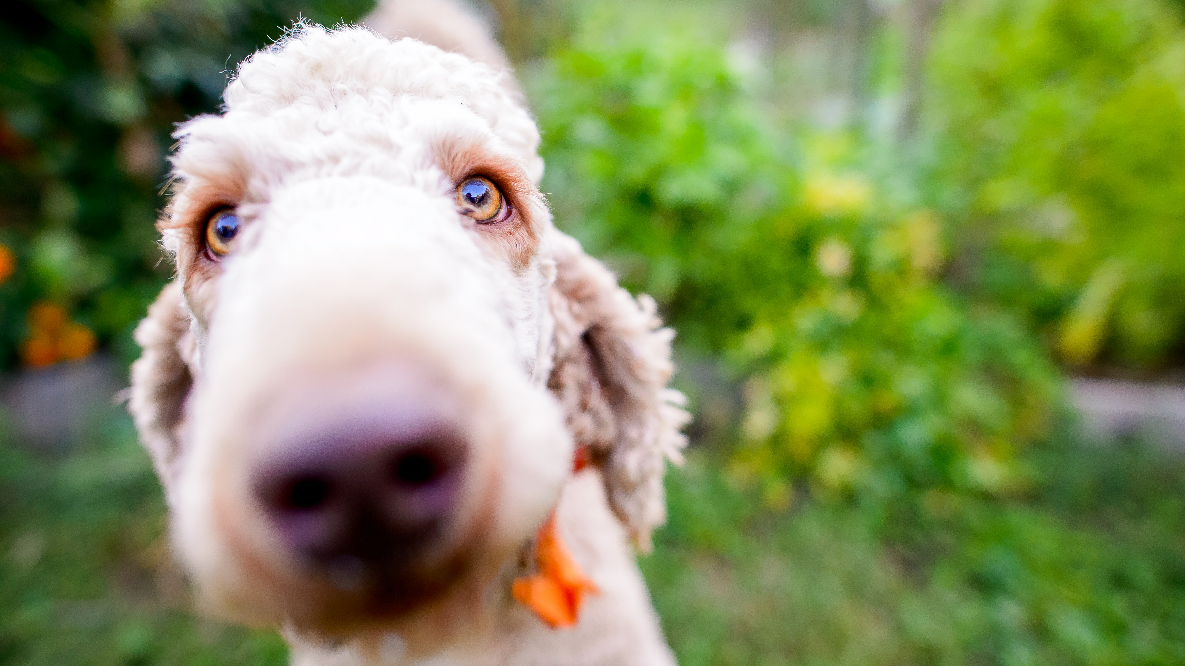 even the pets get center stage during family photoshoots
