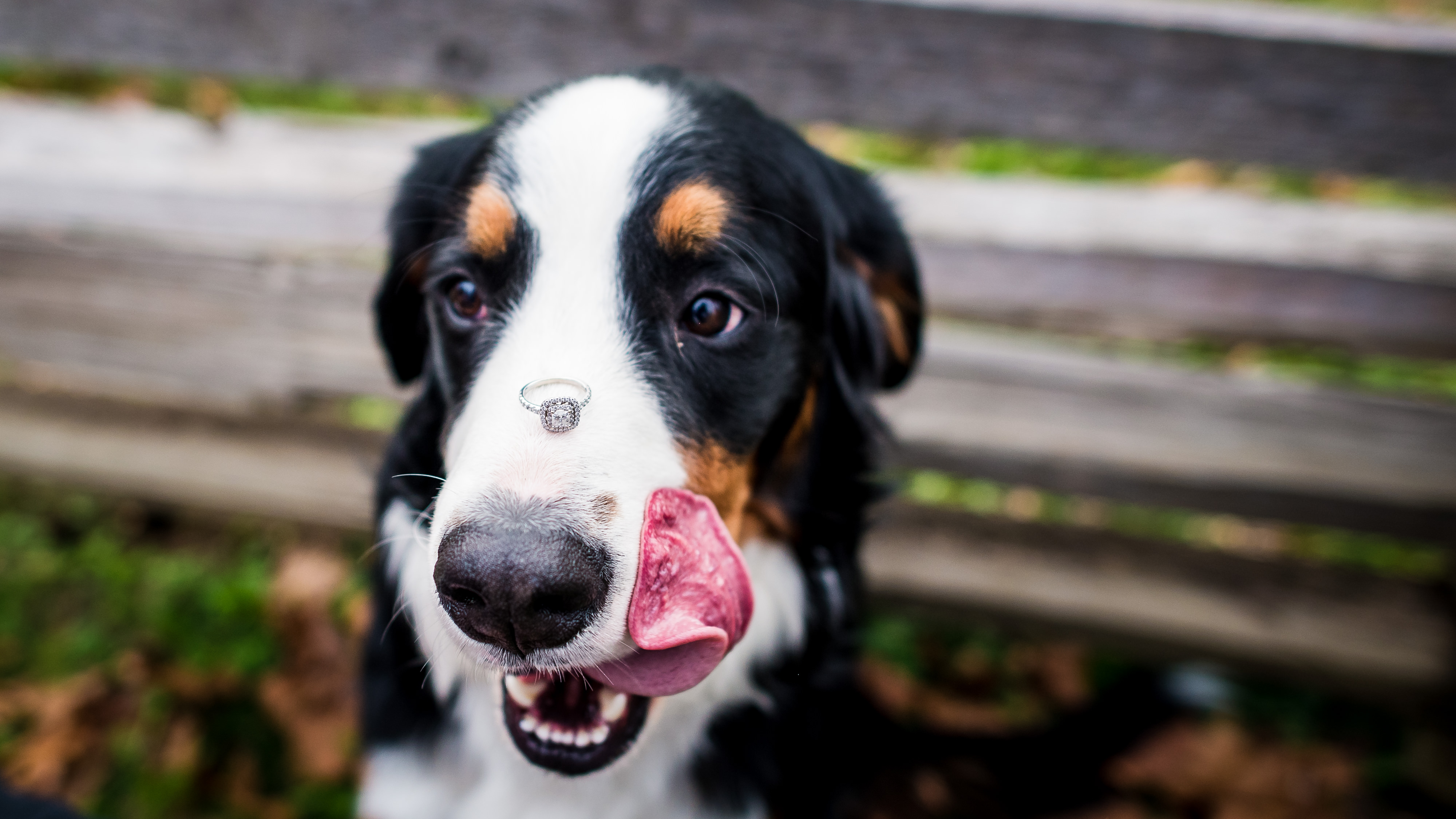 Funny dog with engagement ring on its nose