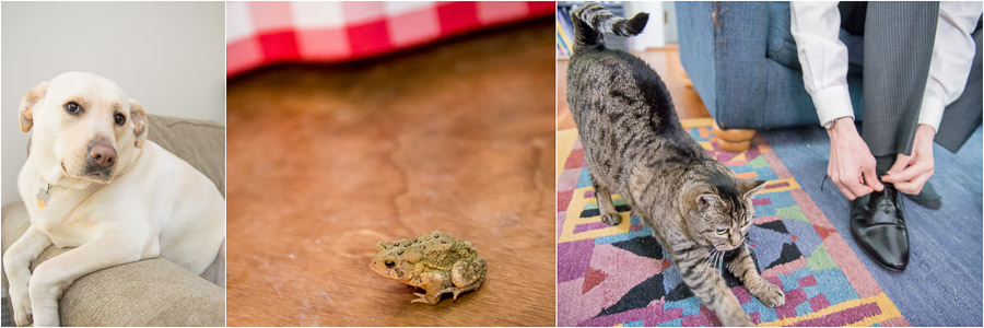 Bloomington-Indianapolis-Wedding-Photographers-2013-Favorite-Photos-of-the-Year-17 Funny animals photobombing weddings, cute dog, little frog, and stretchy cat!